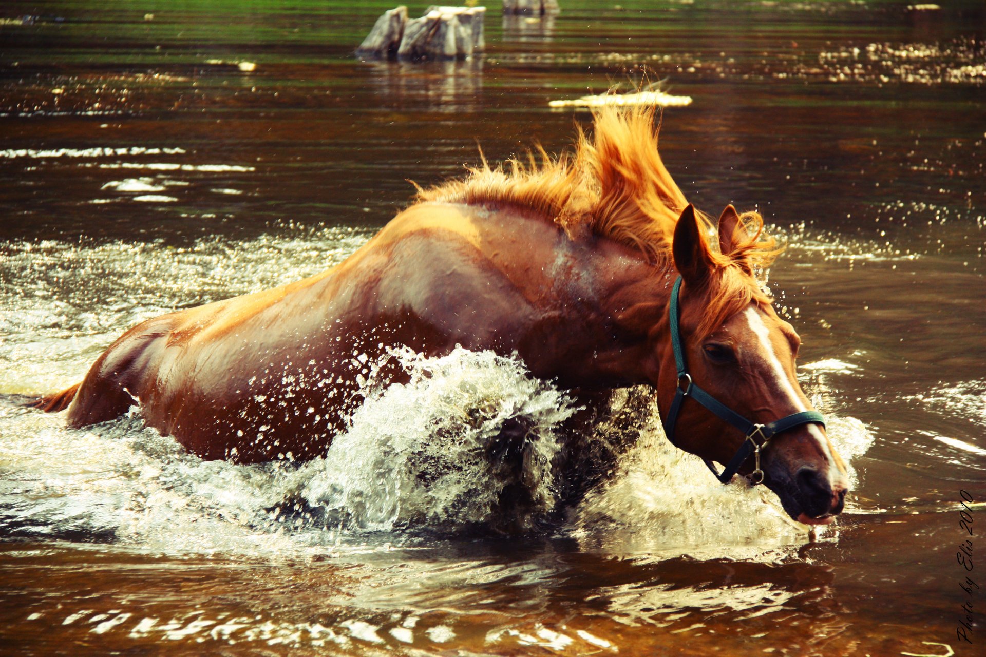 caballo salpicaduras salpicaduras agua lago cocodrilo se pone al día