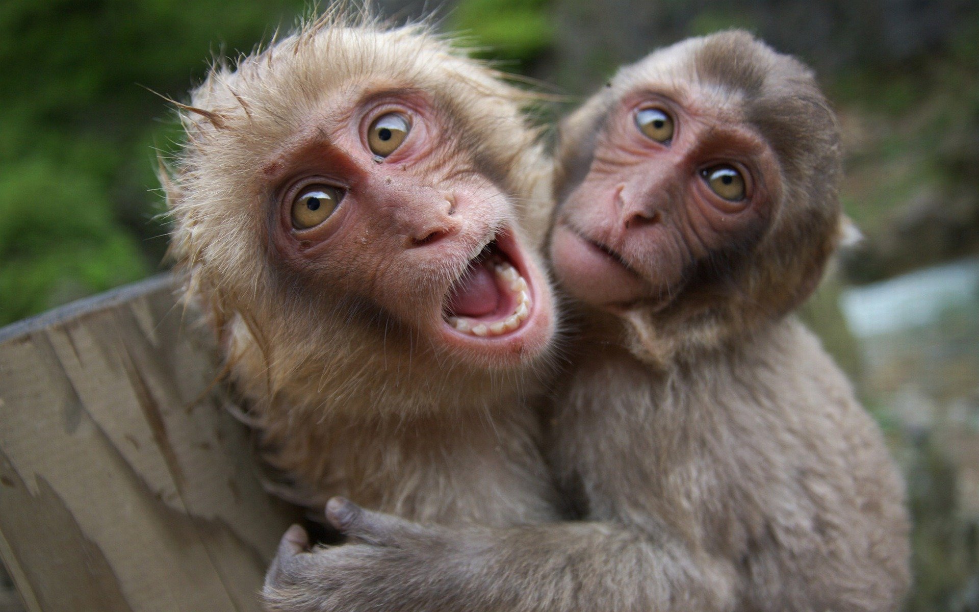 singes primates yeux museau