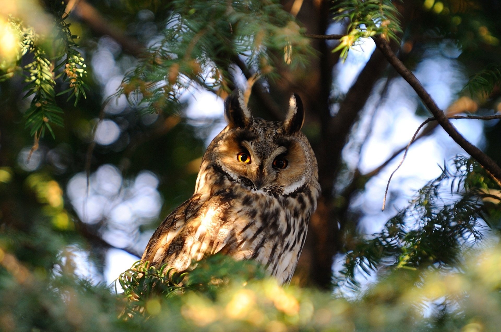 sowa drzewo gałęzie natura zdjęcie