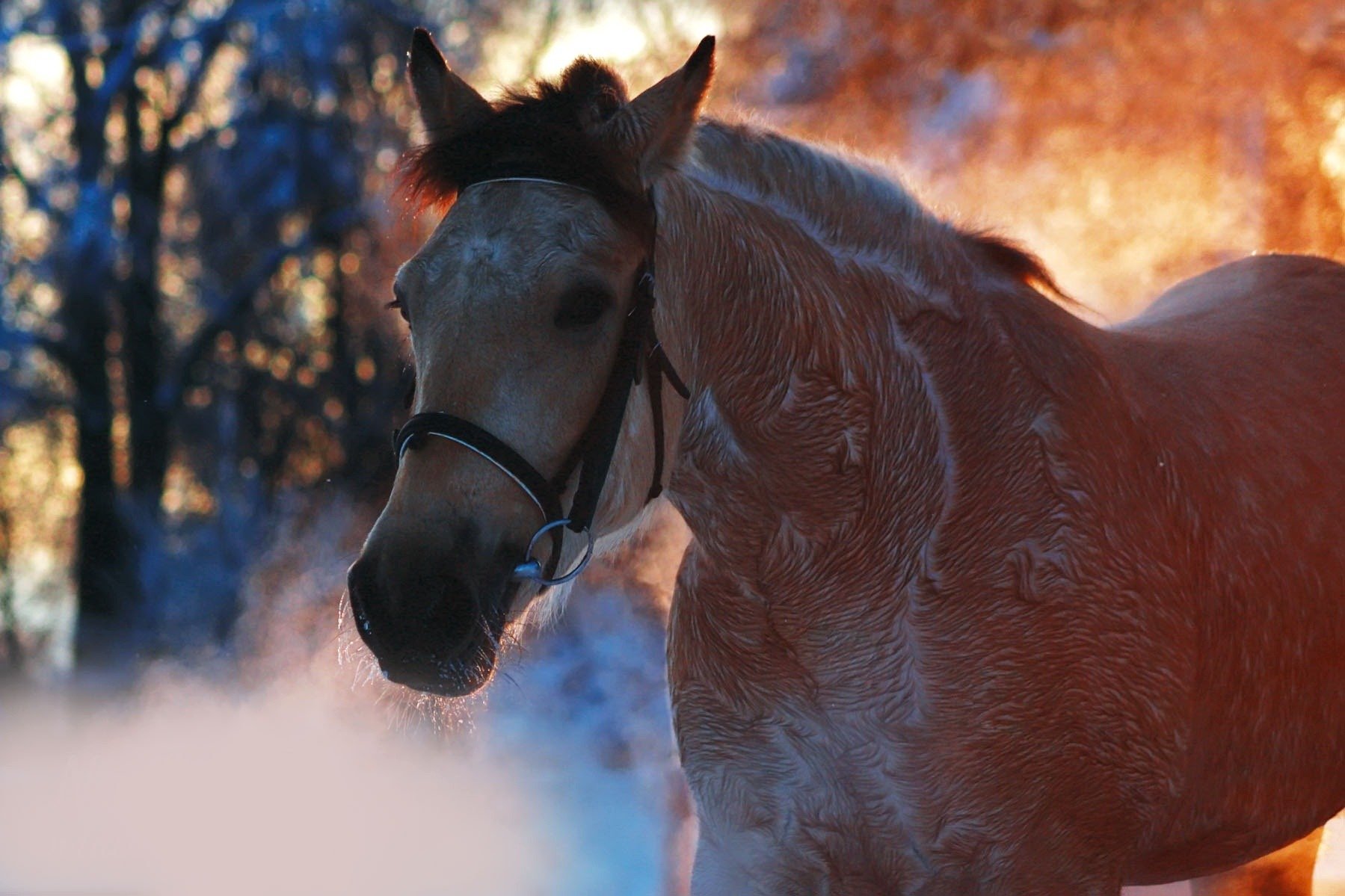 animaux cheval cheval