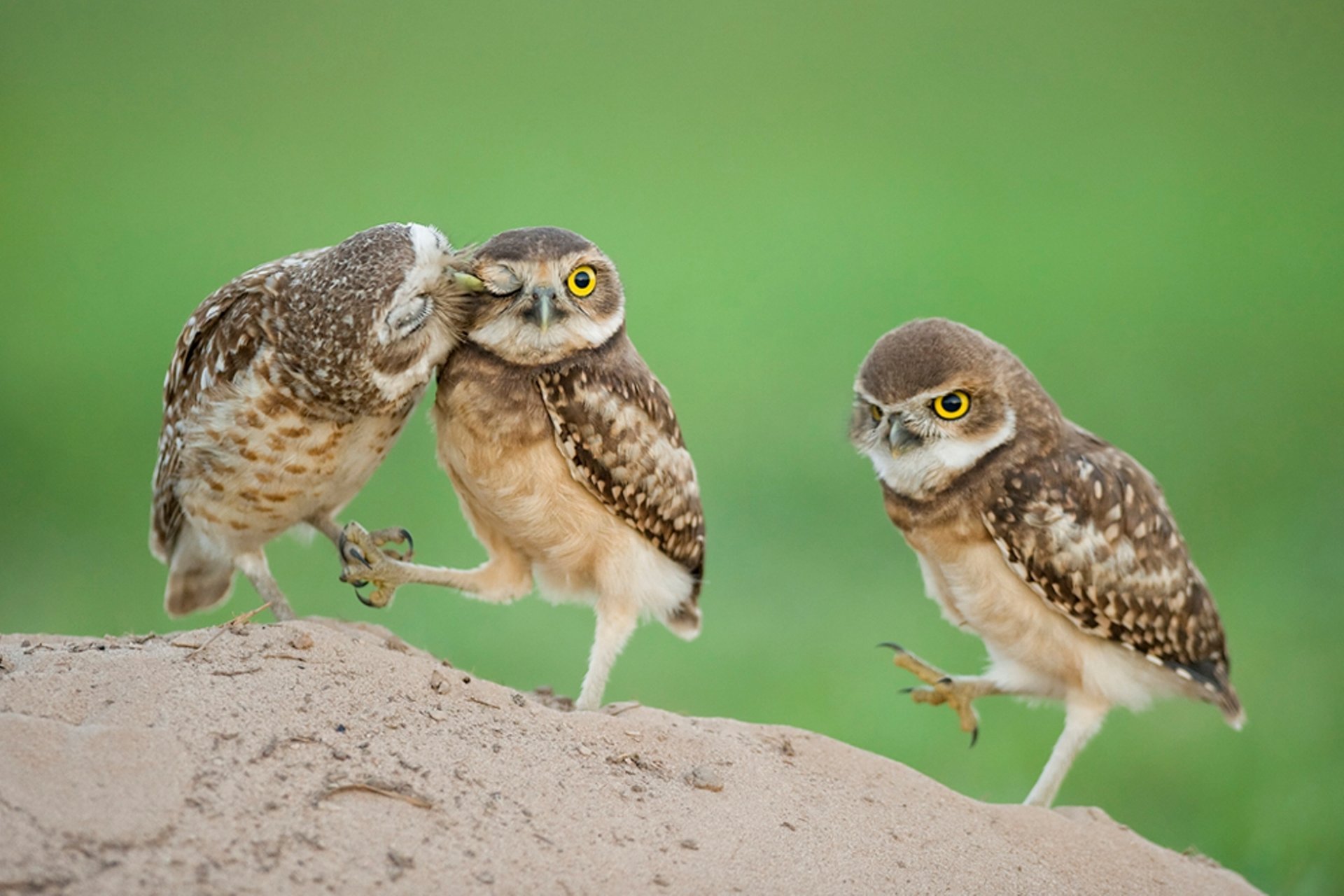 chouettes poussins yeux