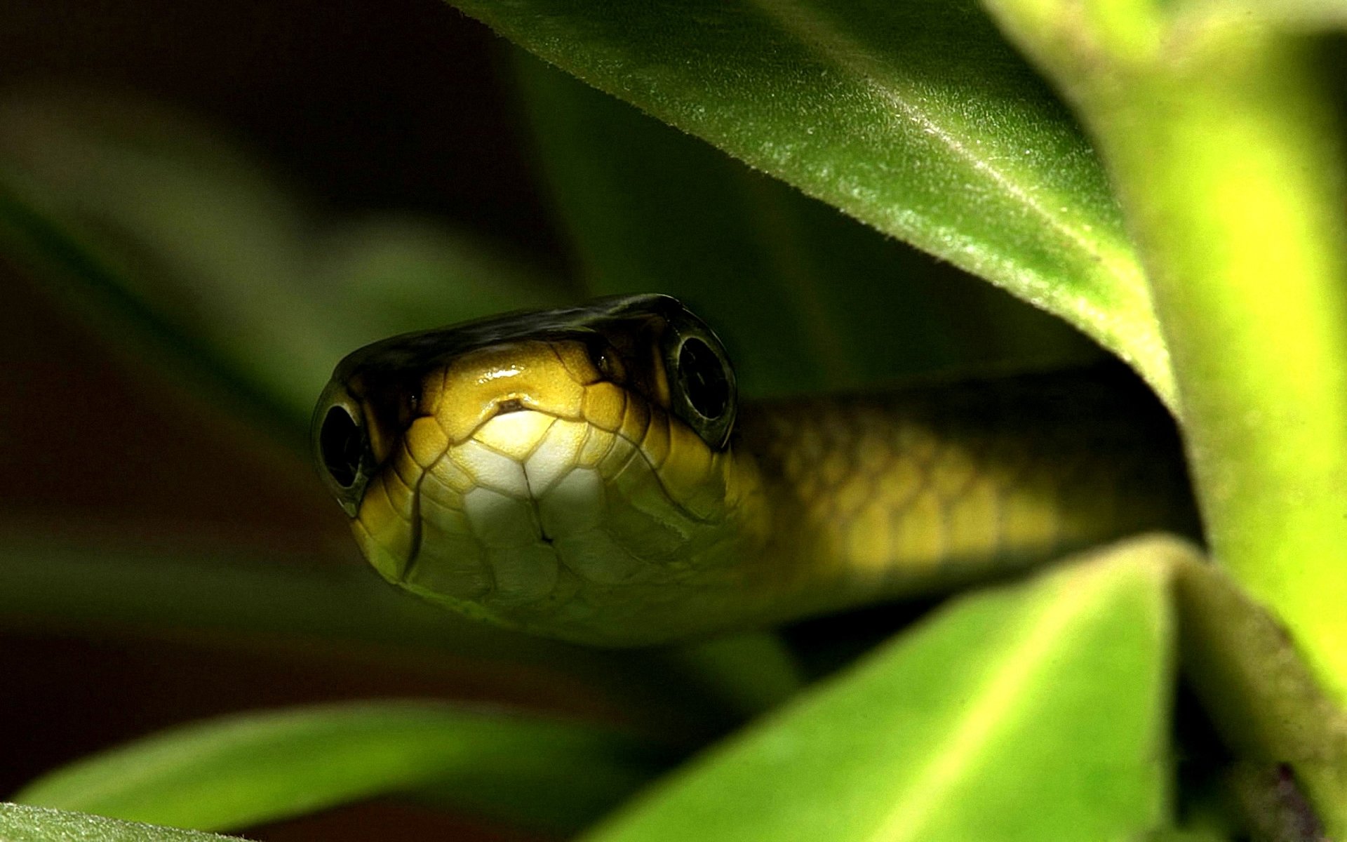 background leaves snake eyes close up