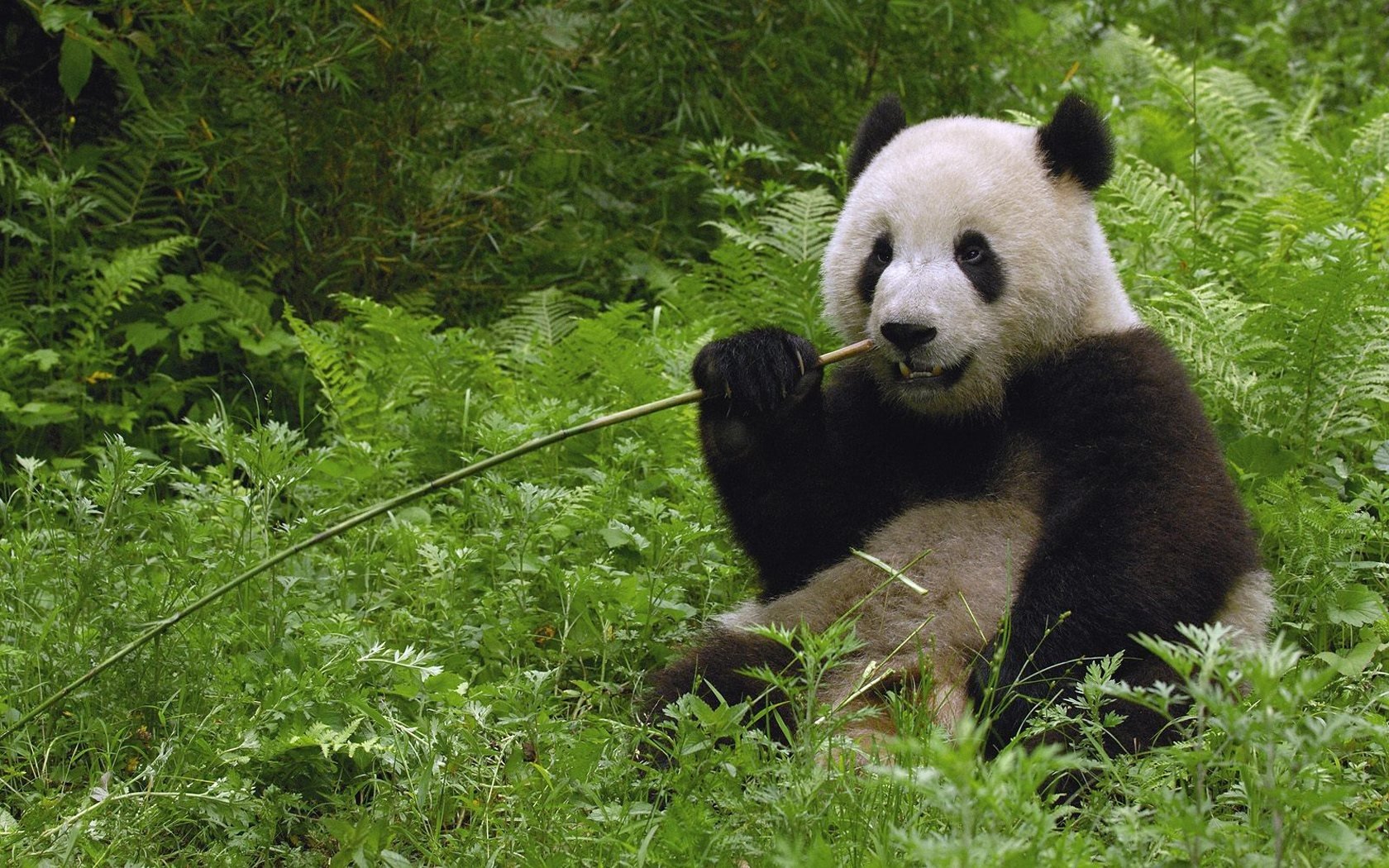 panda grüns essen zauberstab sitzen