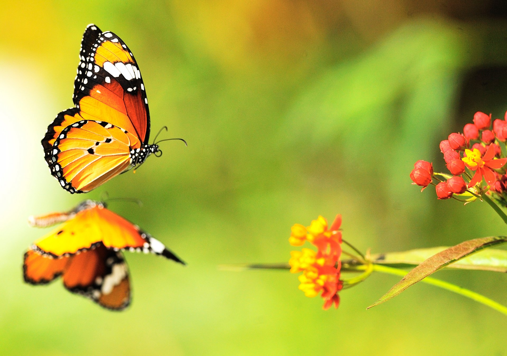 mariposas flores brillante colores