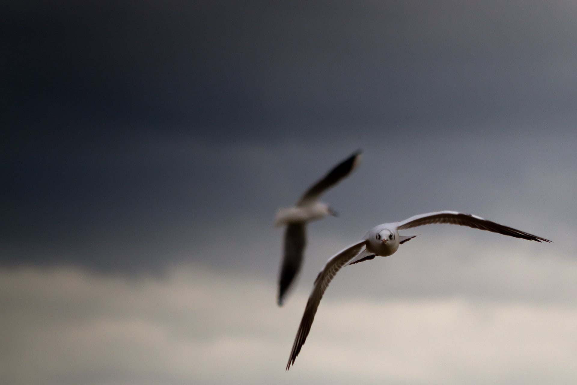 cielo nubes gaviotas pájaros alas imágenes fondo fondos de pantalla