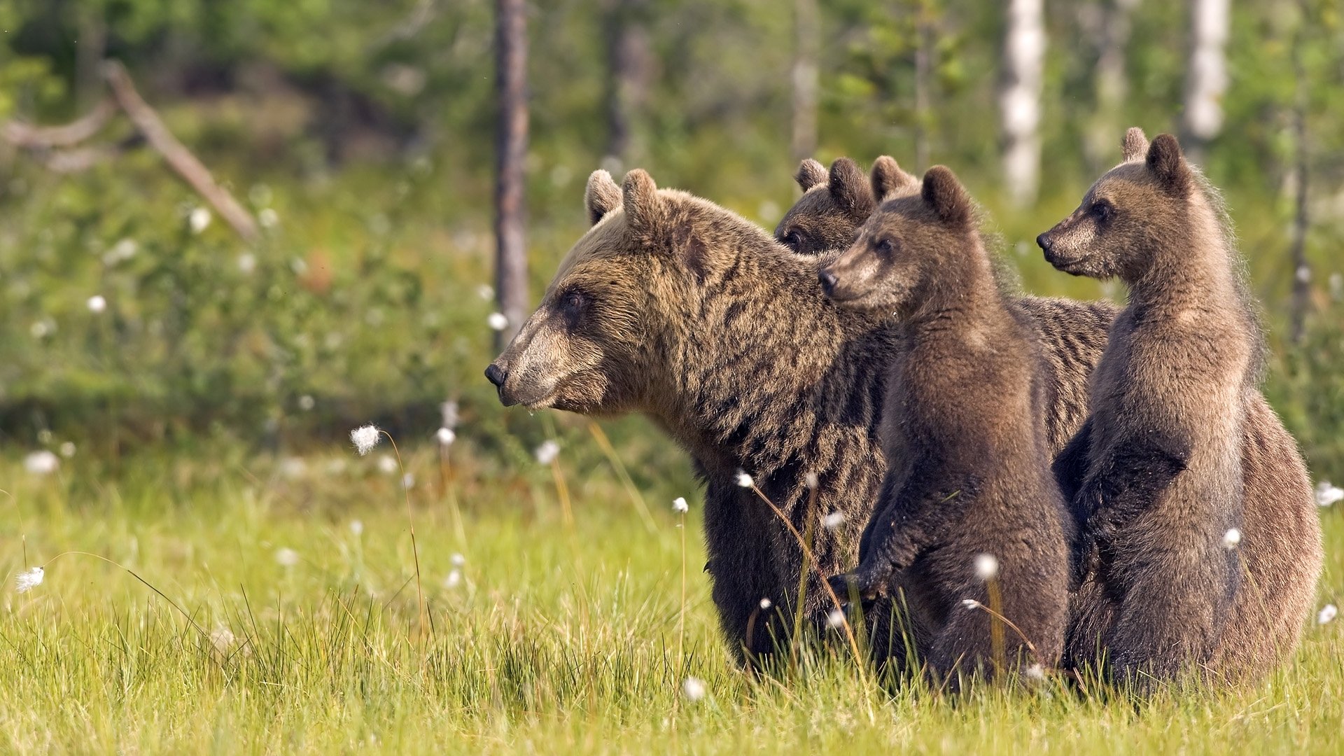 animals animals bears forest nature grass tree