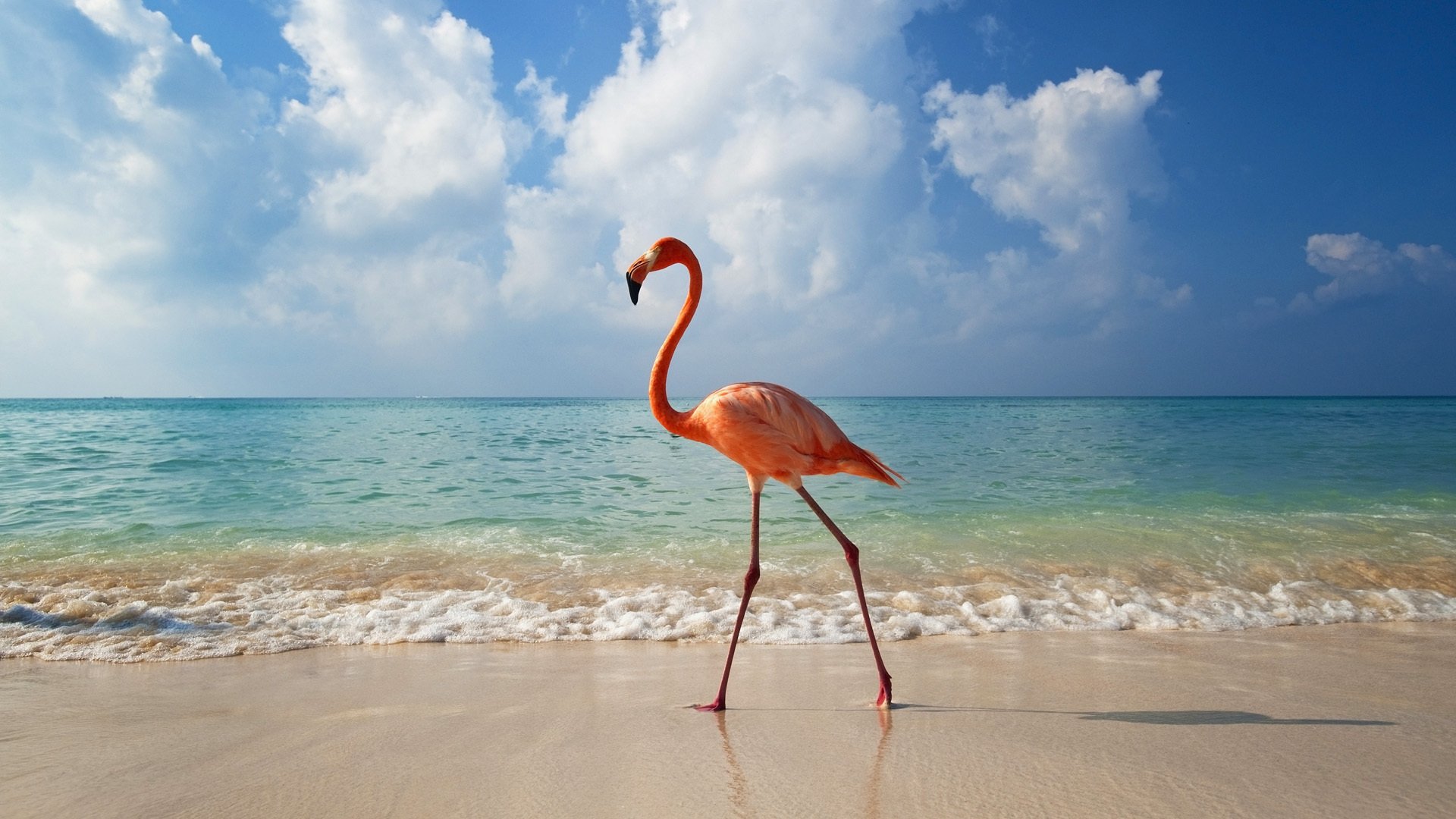 zwierzęta zwierzęta flamingi morze krajobraz natura ptaki woda plaża chmury