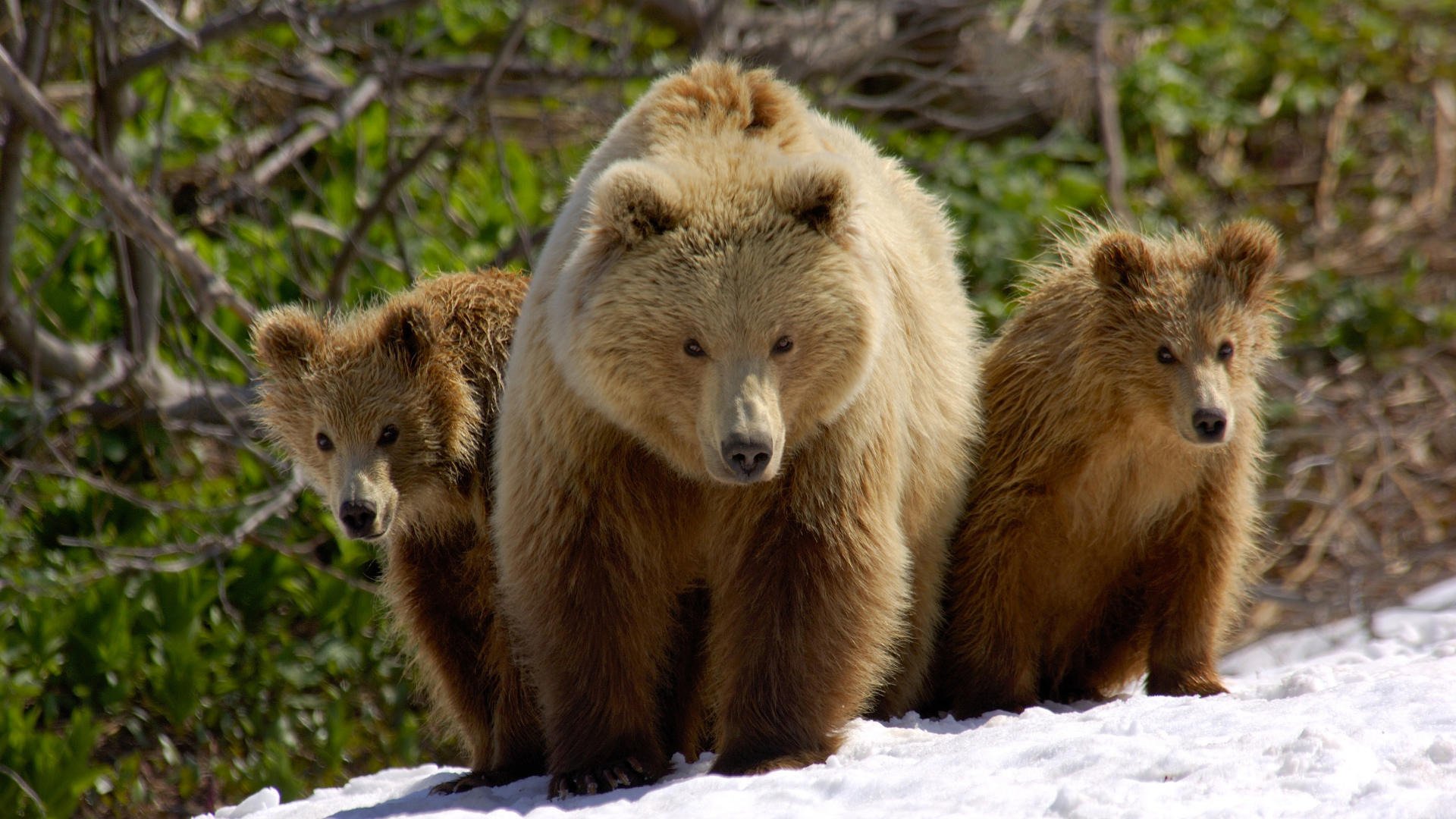 osos oso nieve