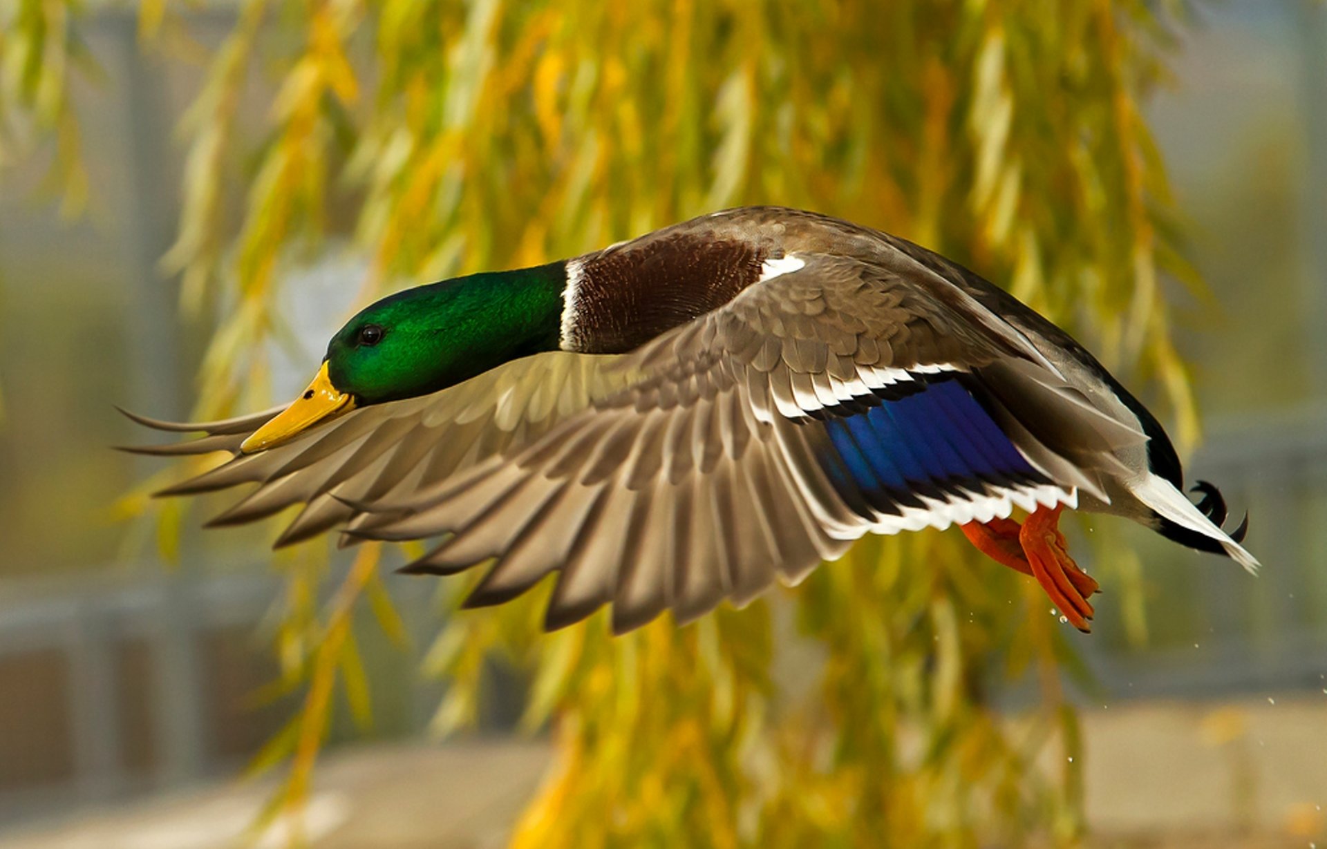 ente fliegen federn