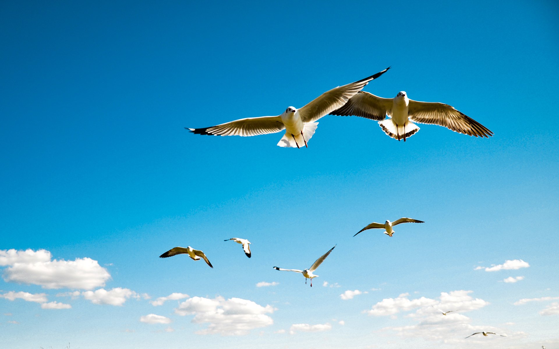 uccelli gabbiani cielo albatro ali span voli