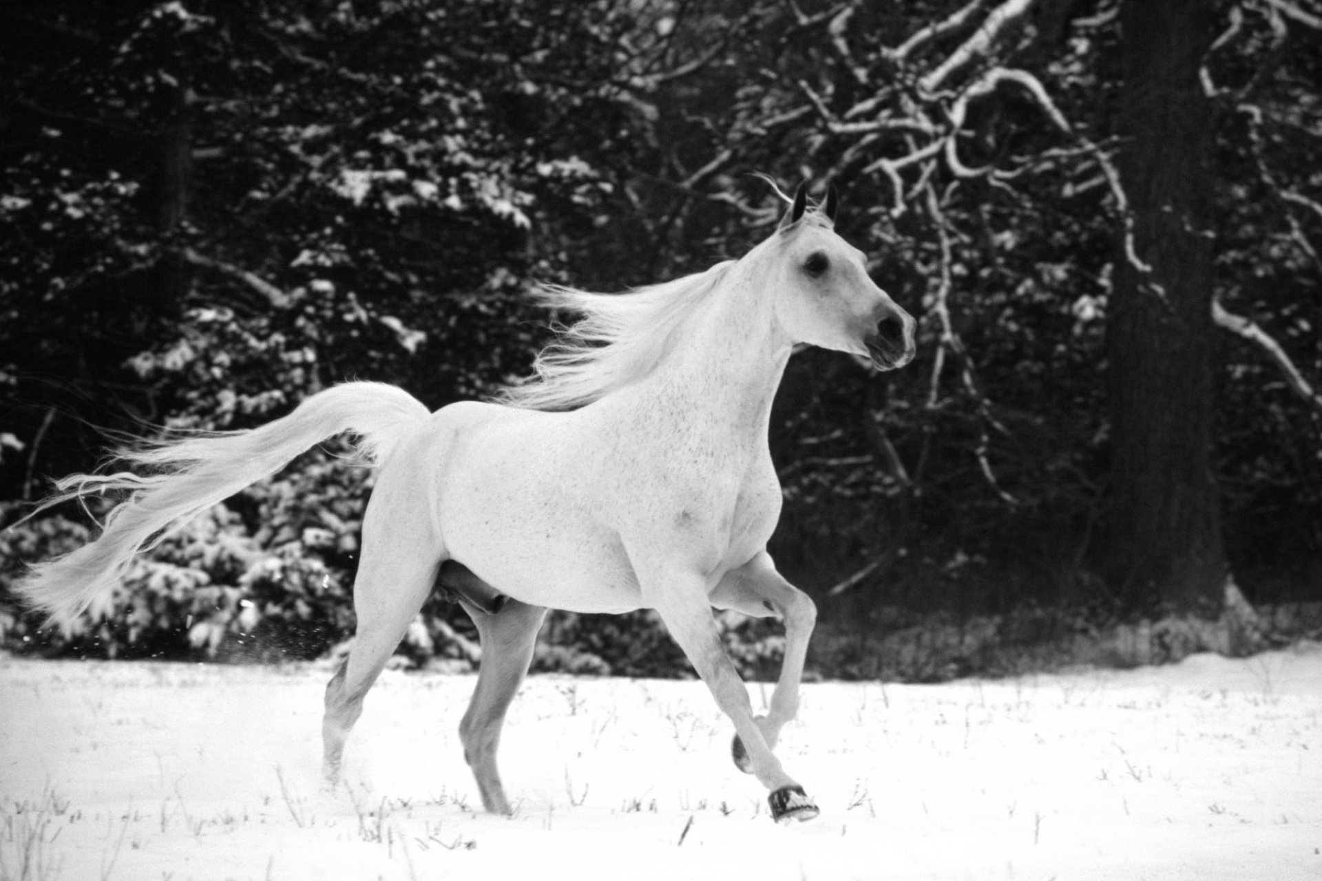 horse mane tail horses horse snow