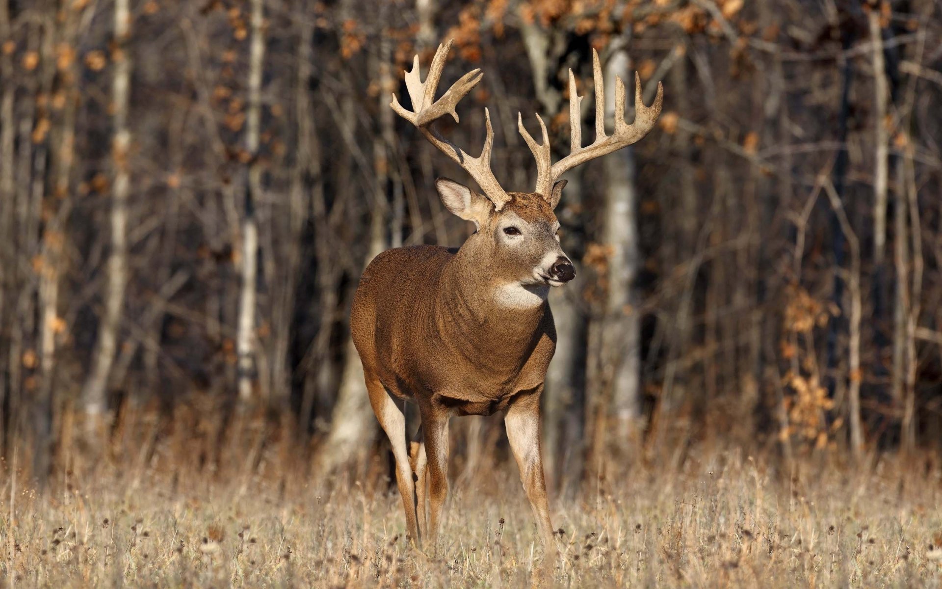 animals moose moose deer deer antlers grass wildlife tree trees forest