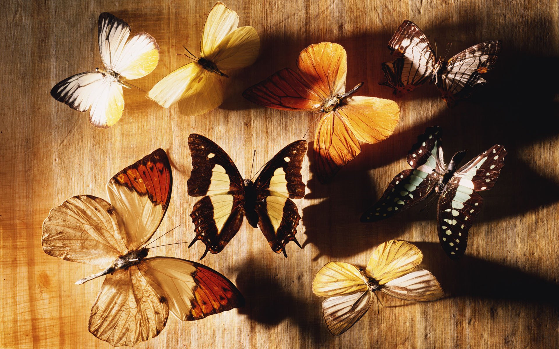 wood tree butterfly