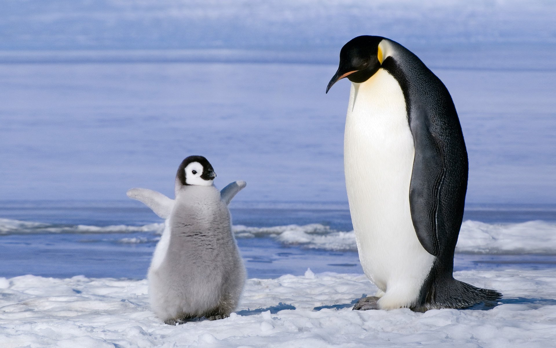 pinguini pulcino cucciolo famiglia antartico