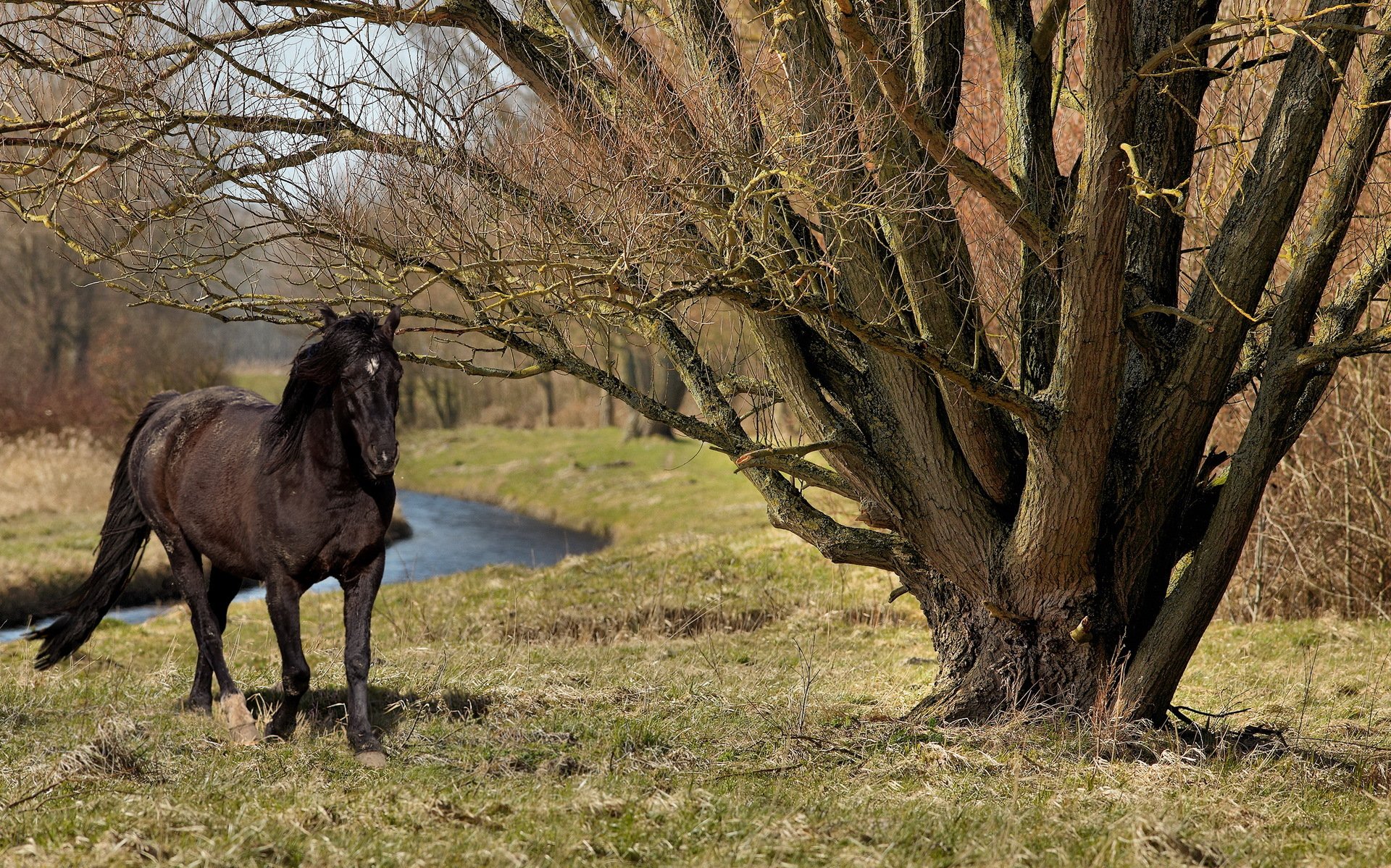 horse tree summer nature