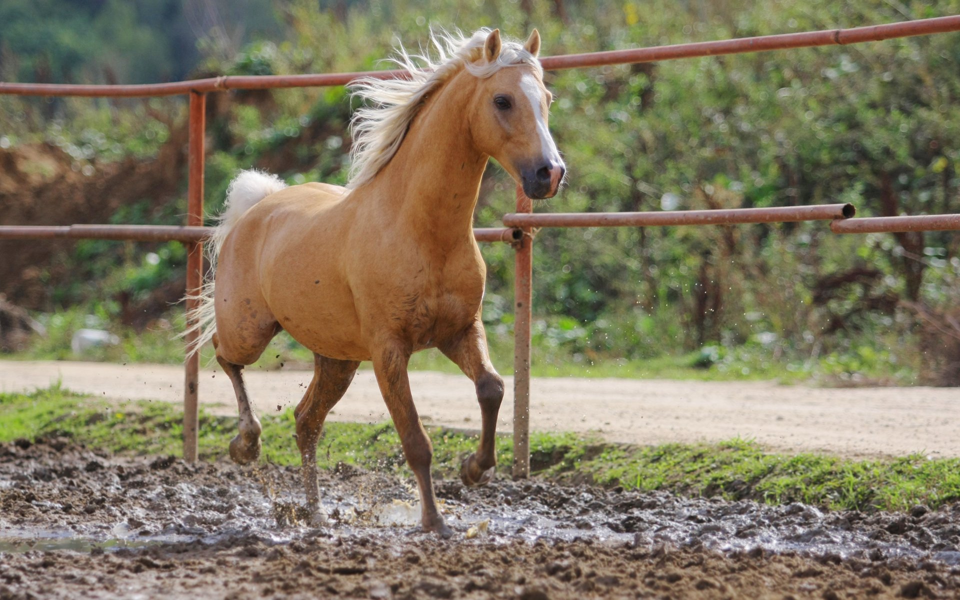 horse dirt red bokeh