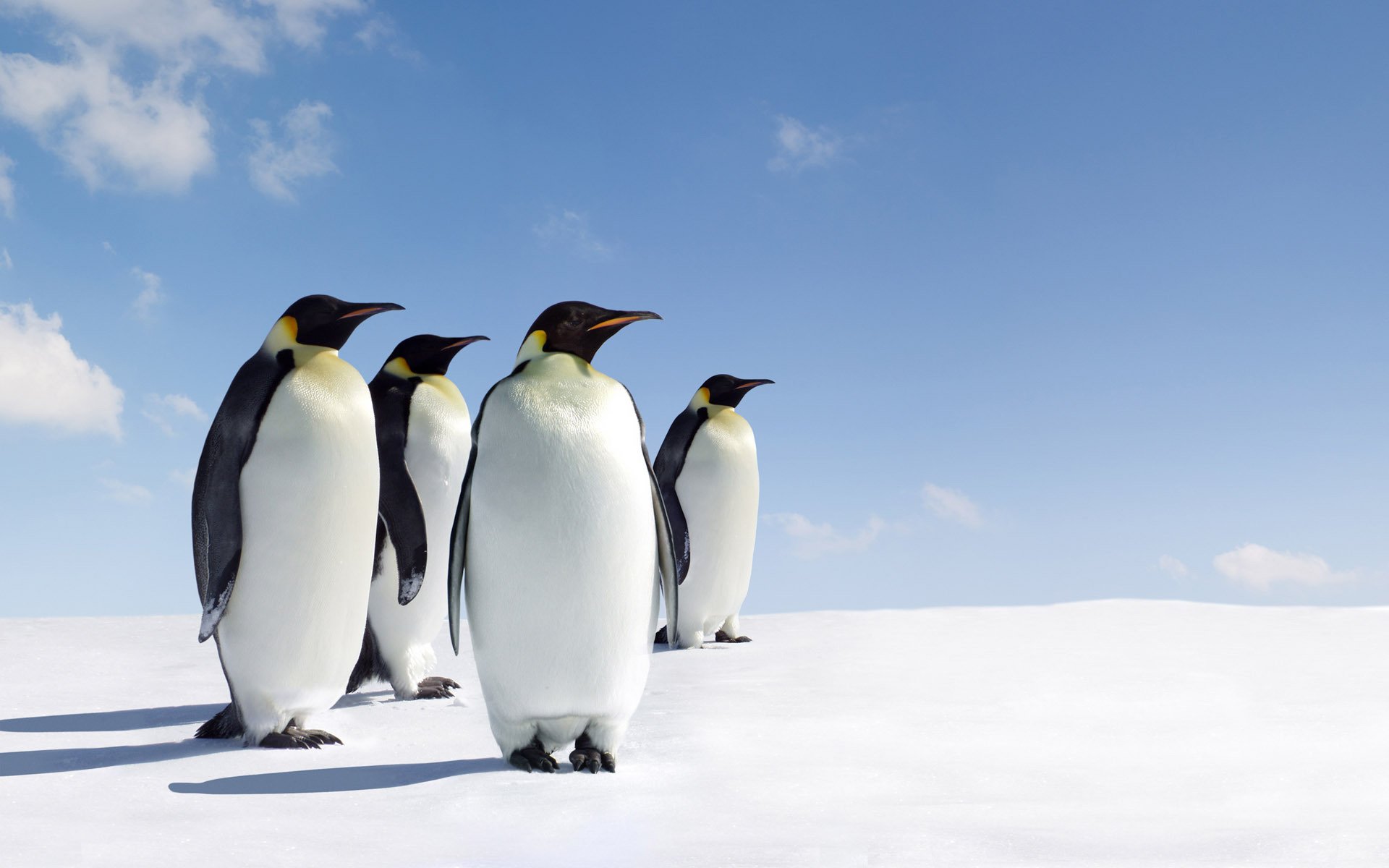 pinguine stehen eis