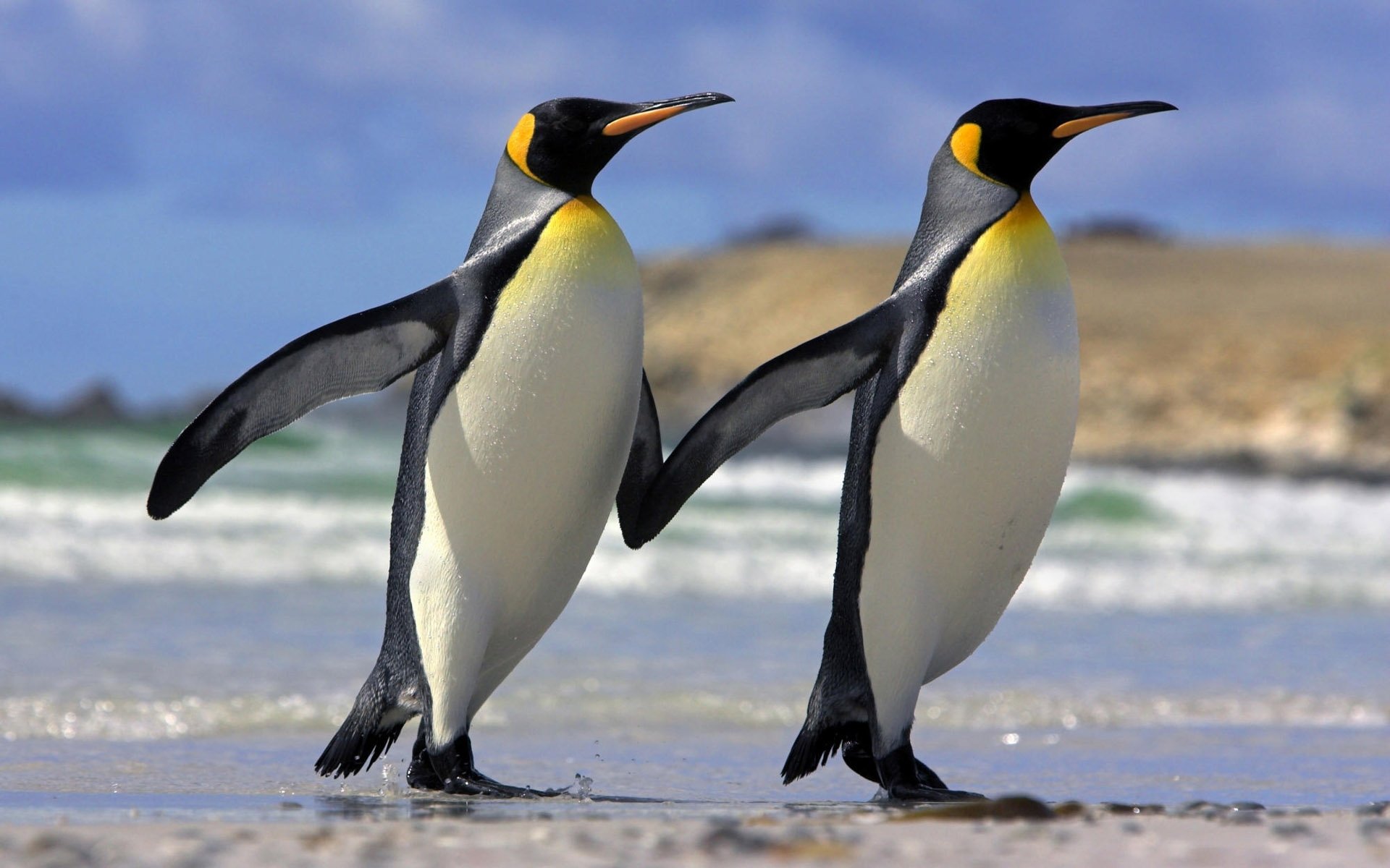 animals penguins friends love