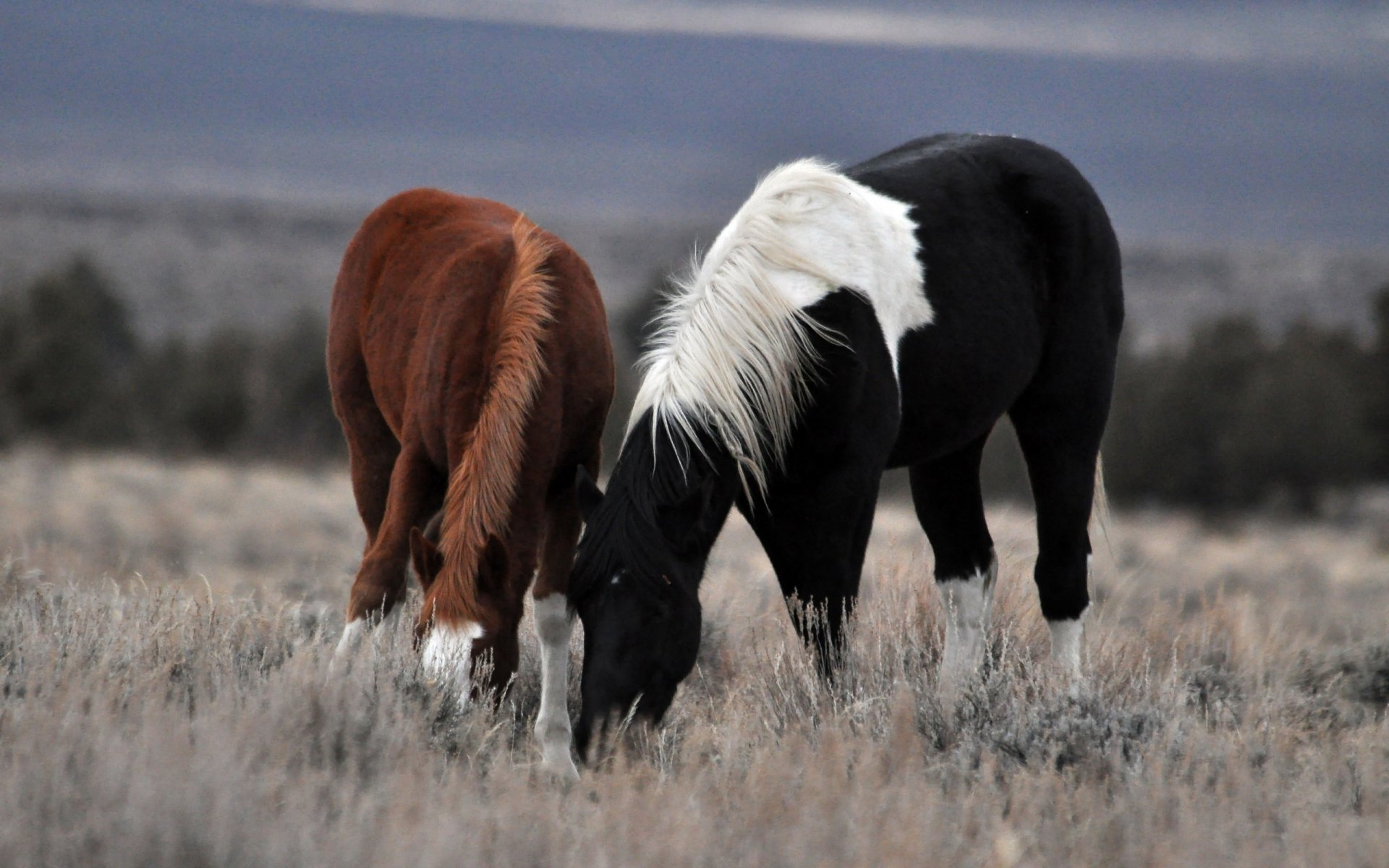 paar pferd weg gras