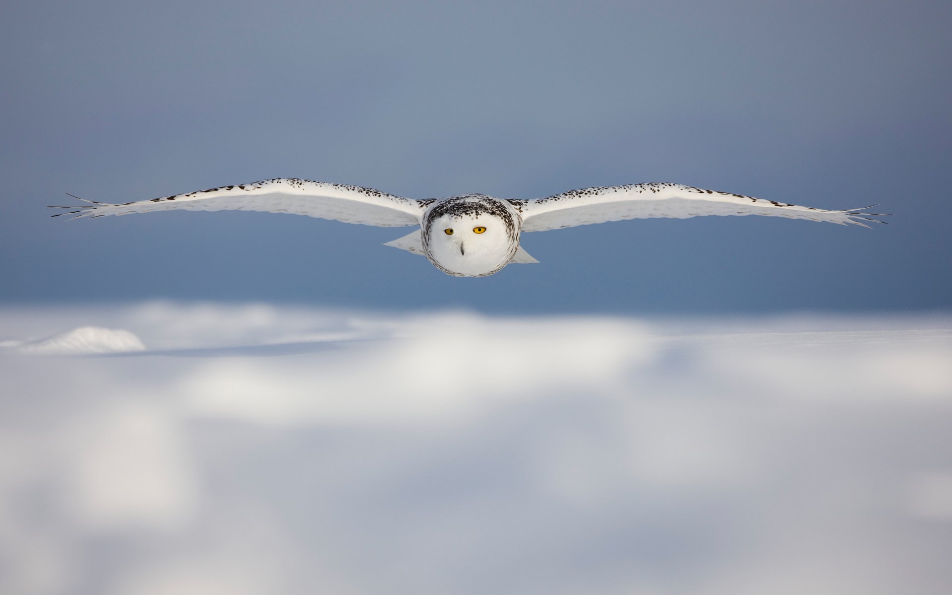 bianco gufo nuvole neve