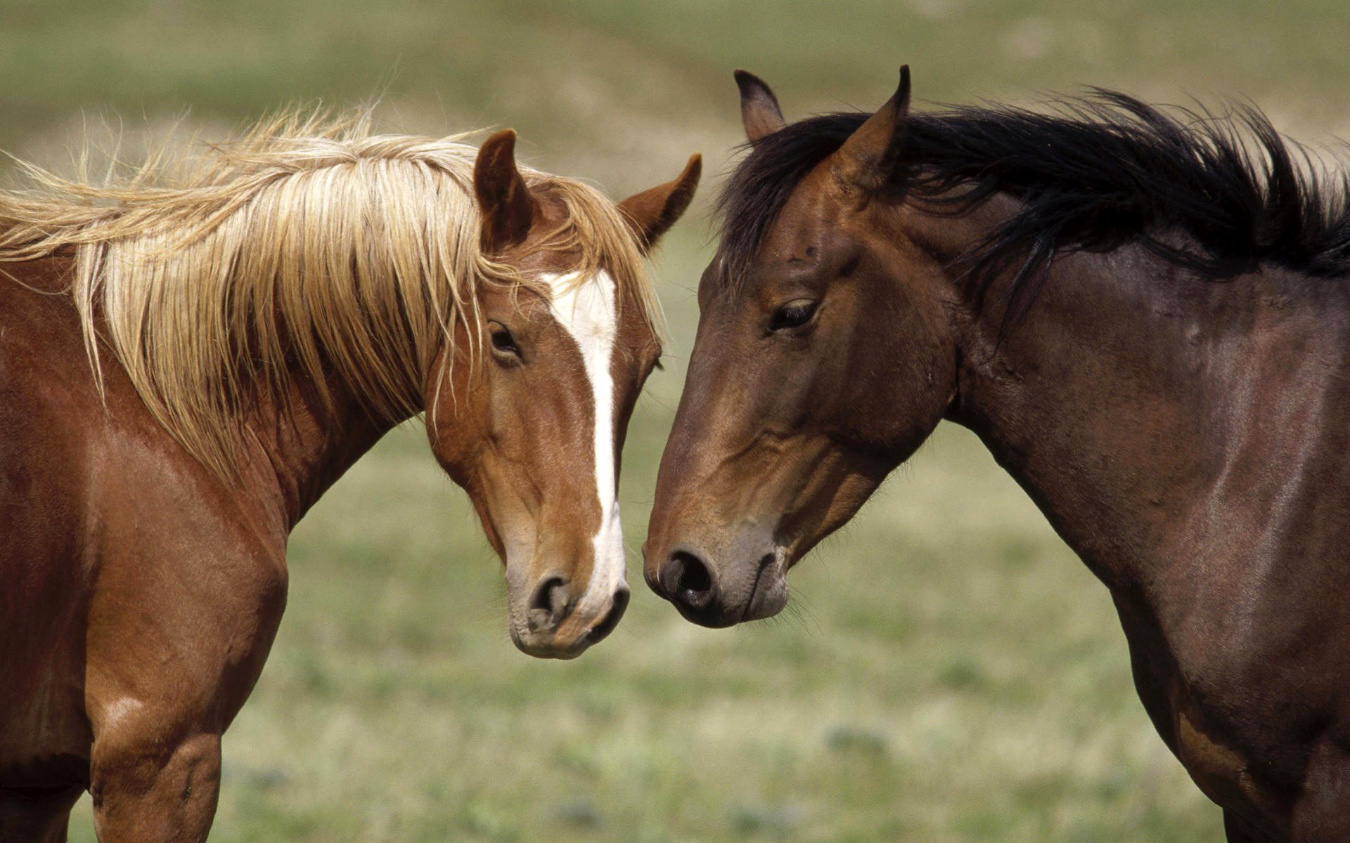 pferd pferd pferd paar farbe anzug kauernd kopf schnauze markierung weiß fleck mähnen