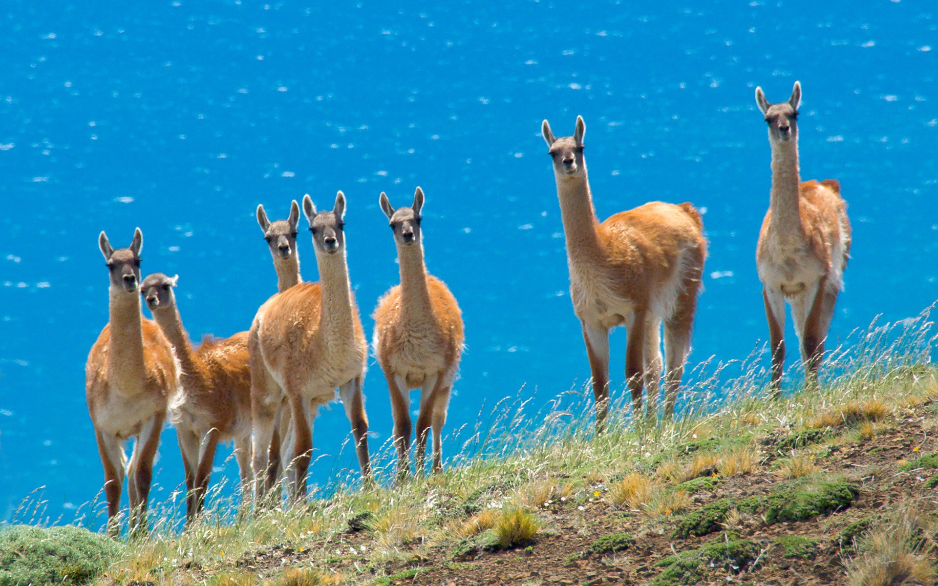 animales llamas rebaño