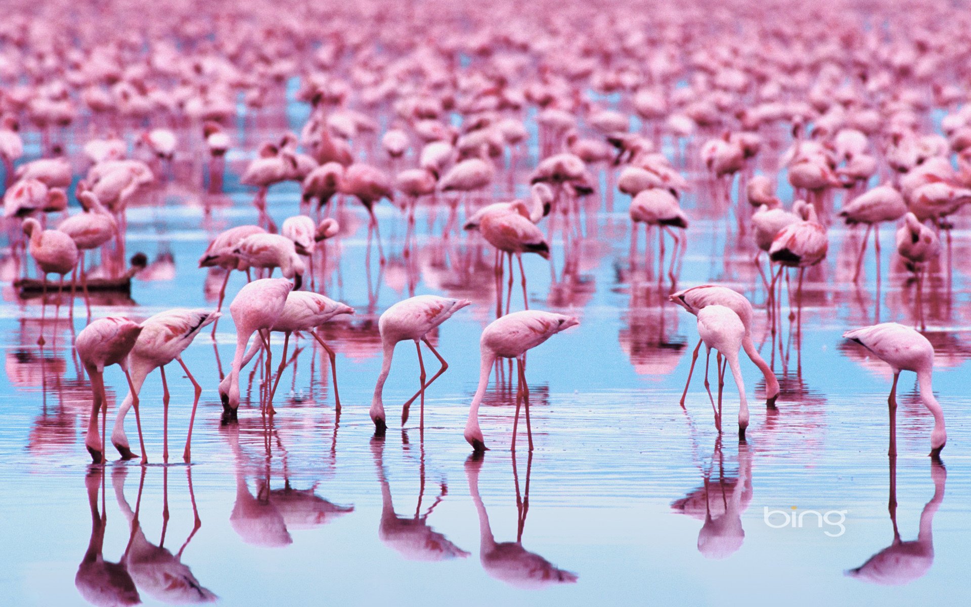 animals birds flamingo