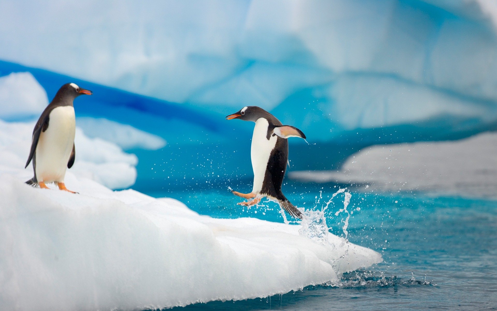 ozean paar pinguine sprung tropfen spritzer pfoten bewegung eisscholle