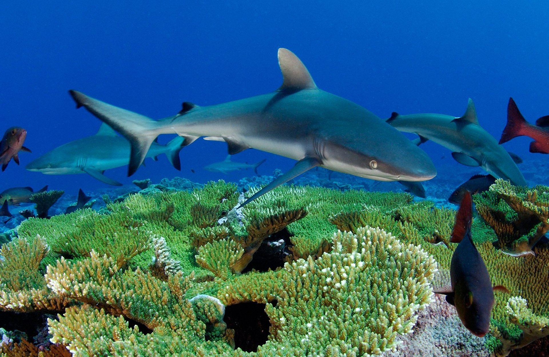 requins poissons coraux mer monde sous-marin