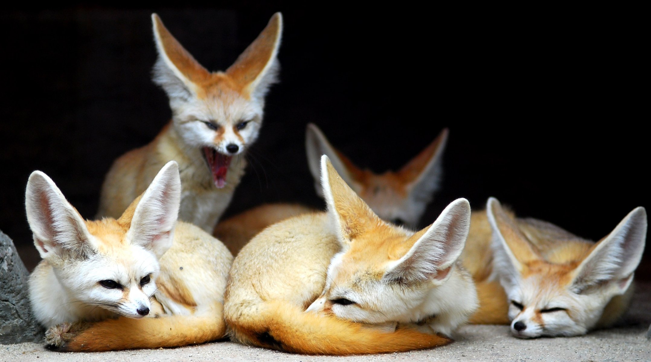 fox animals fenech