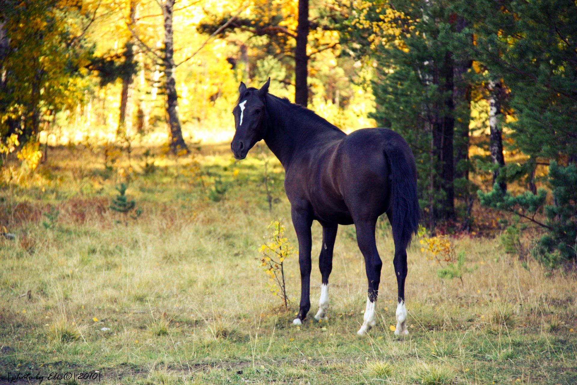 cheval animaux coucher de soleil soir automne