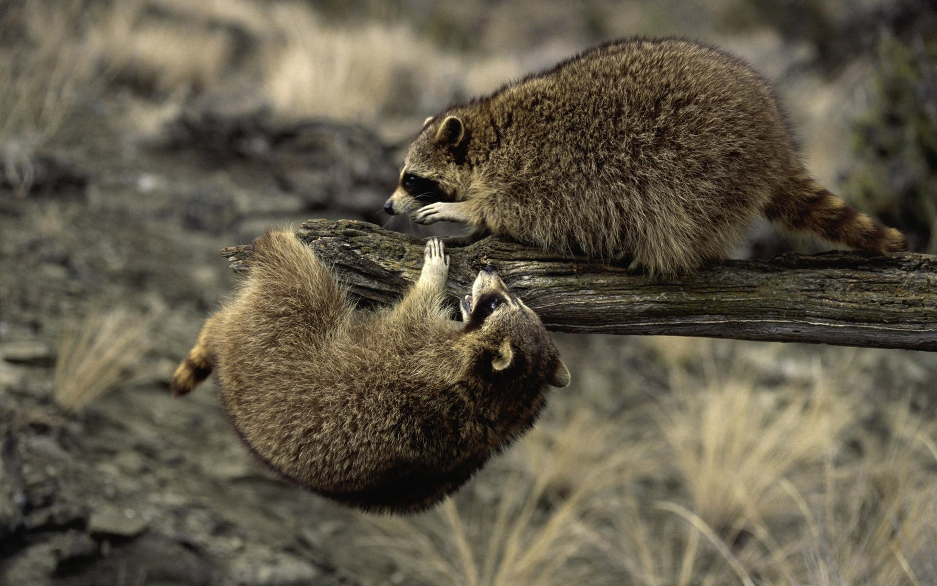 mapaches naturaleza individuo