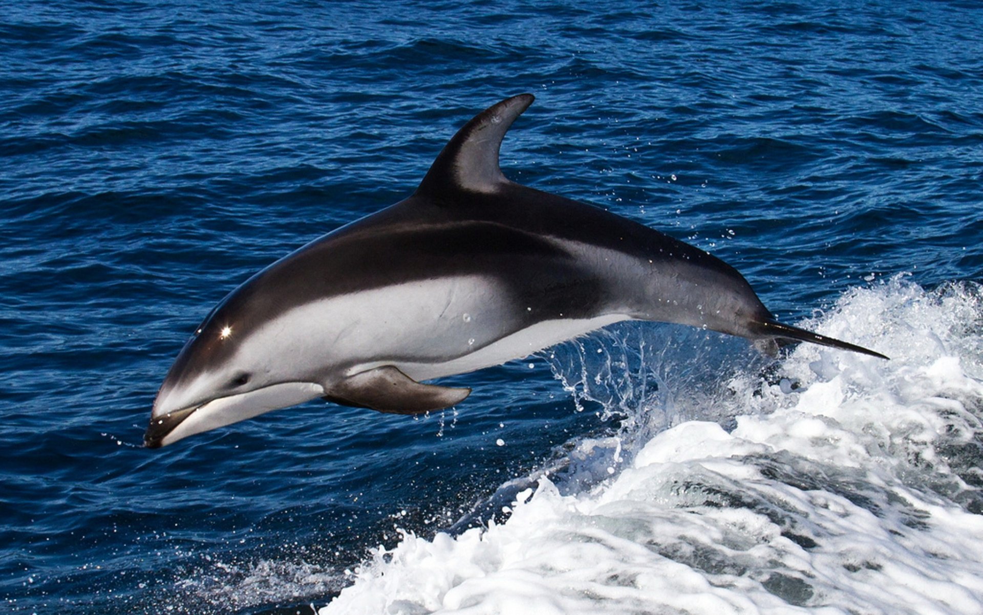 dauphin mer vague saut