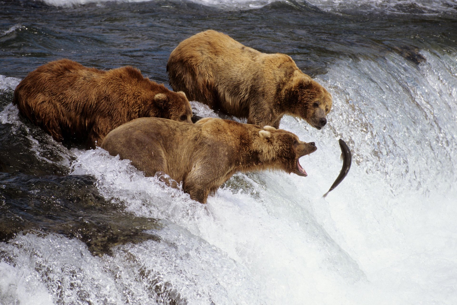 bears fish fishing