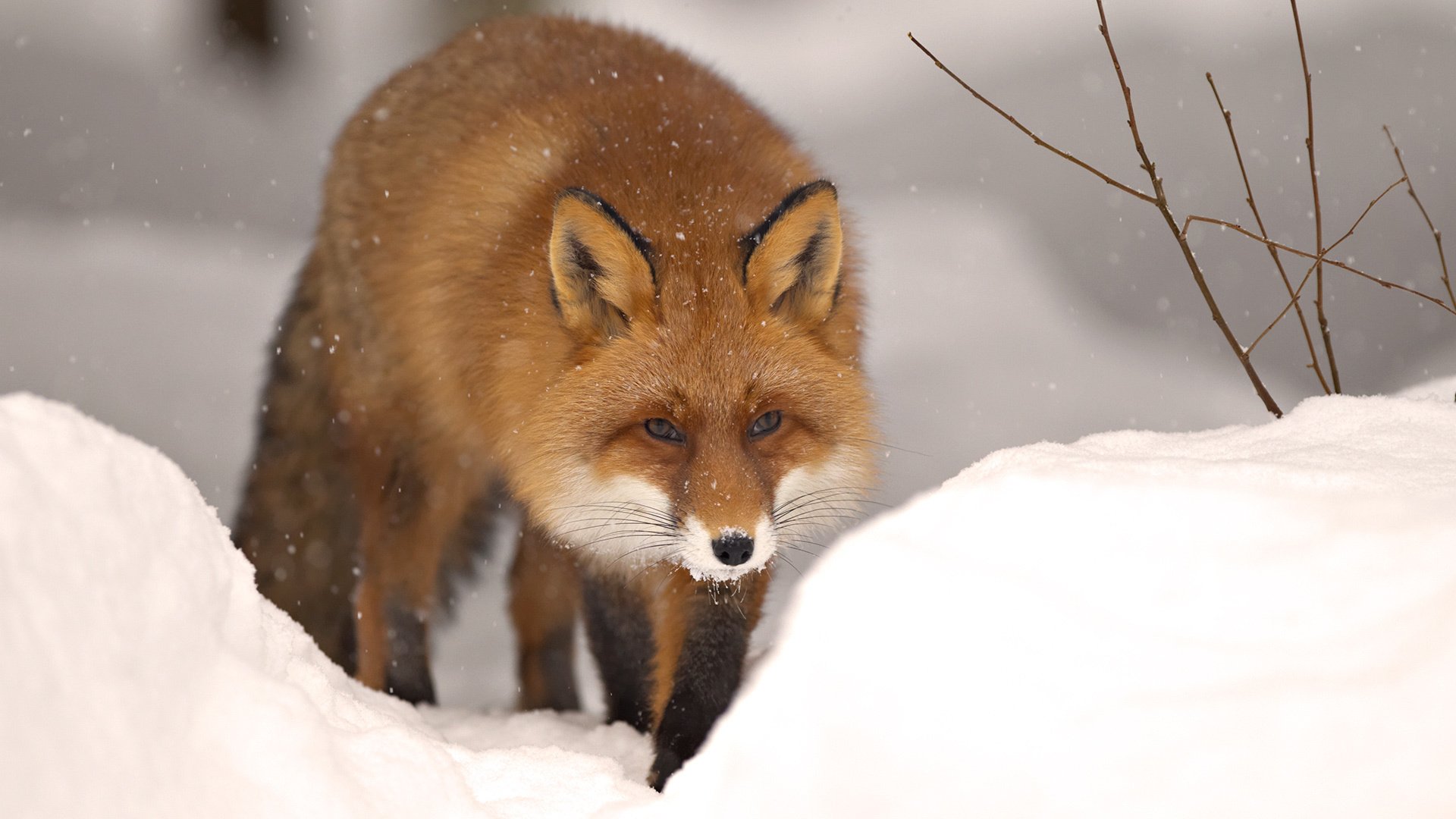 lis zima śnieg natura bestia zima zwierzę