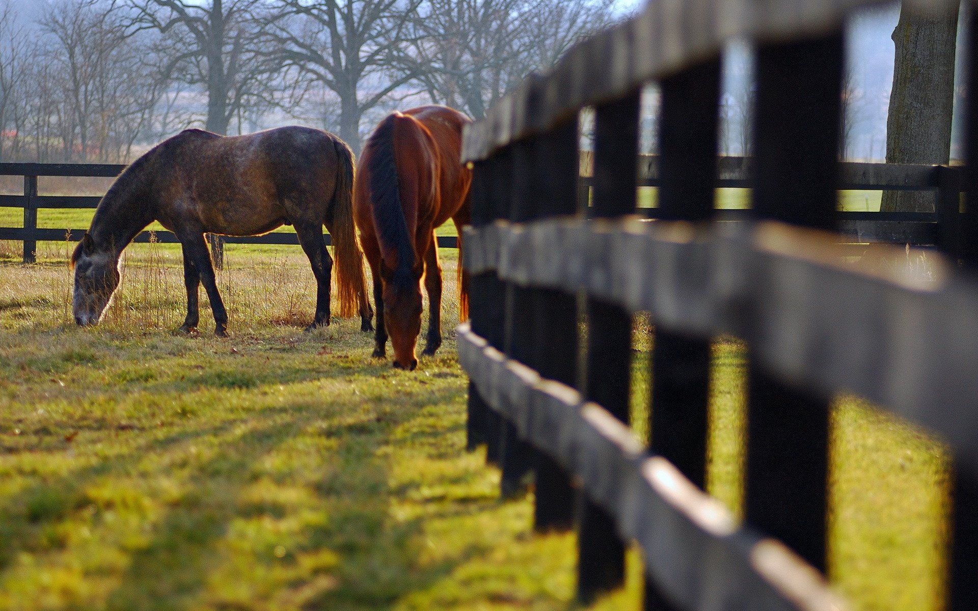 caballos cerca prado naturaleza