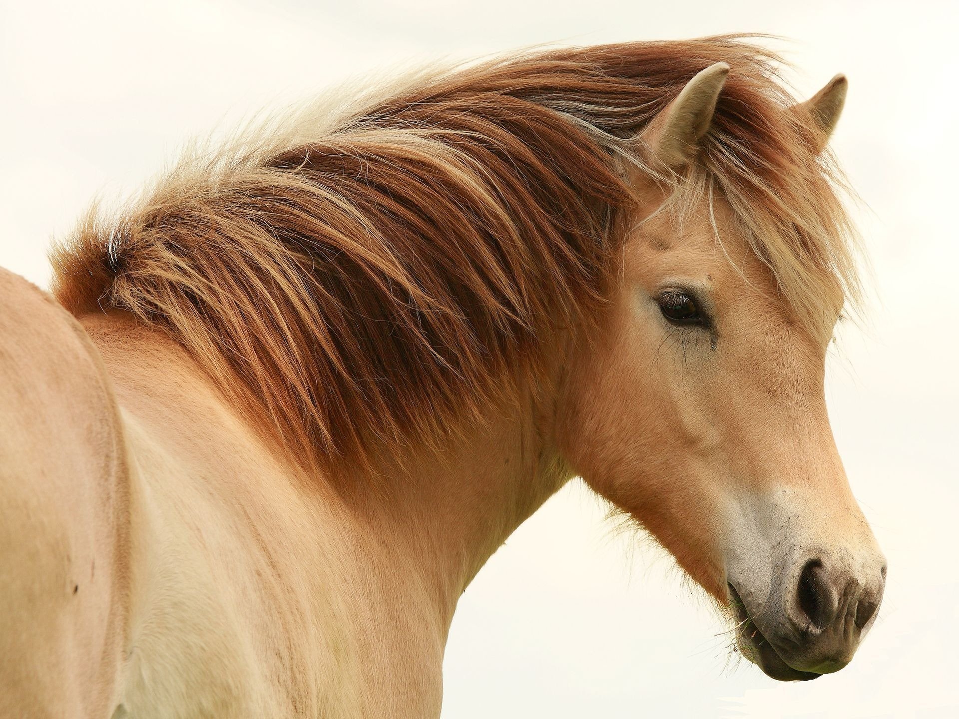 horse horse mane eye