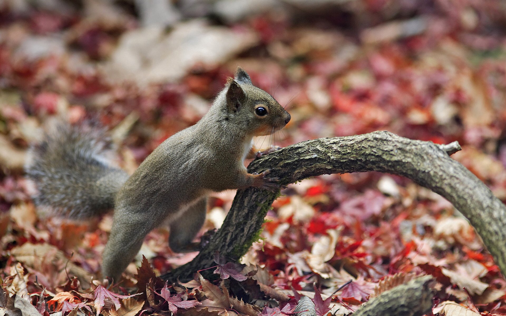 écureuil pour le bureau animal planet beau fond d écran nature automne forêt forêt d automne feuilles branche