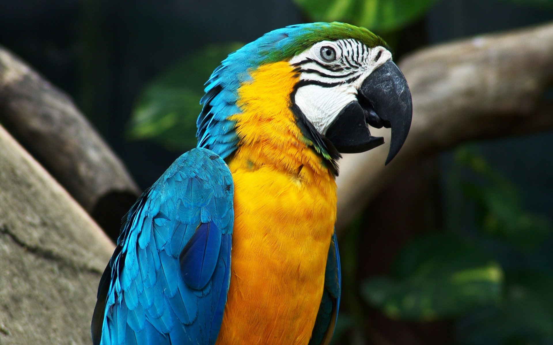 loro guacamayo hablador pico