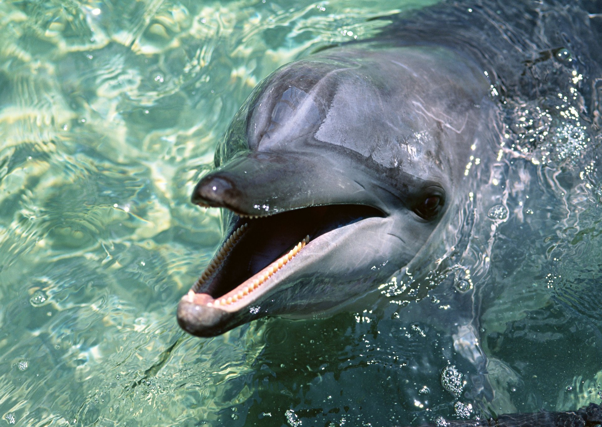 delfino acqua carta da parati