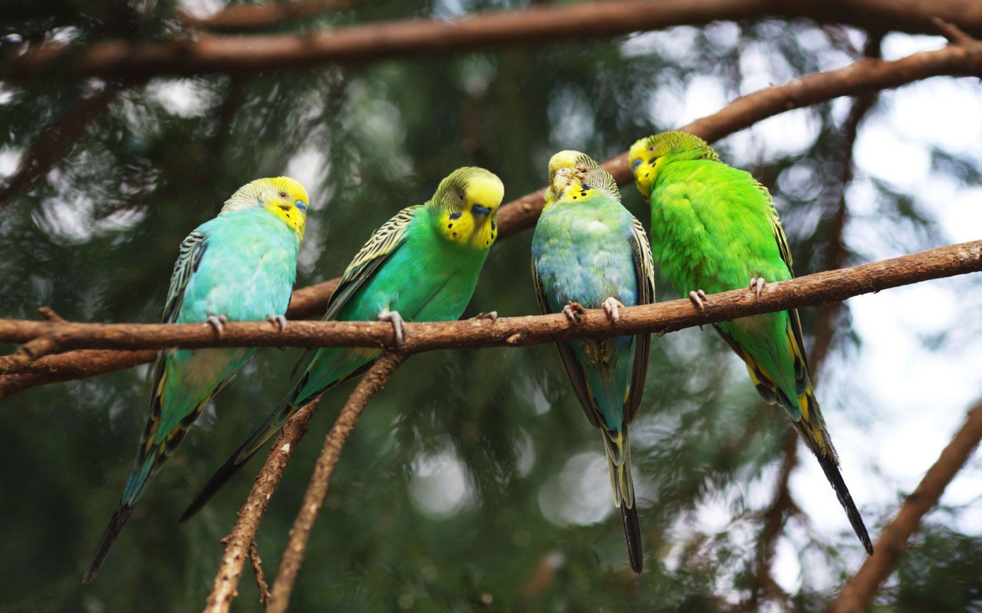 four parrots and twig parrot branches birds bird