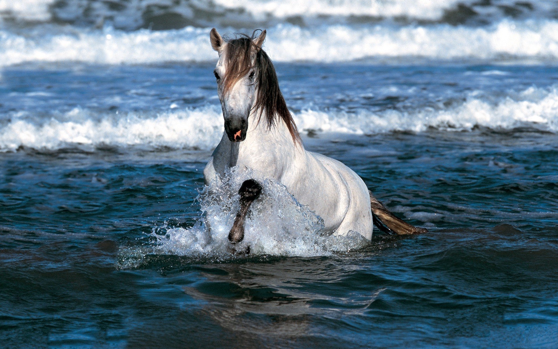 mar olas espuma espray resaca blanco caballo melena