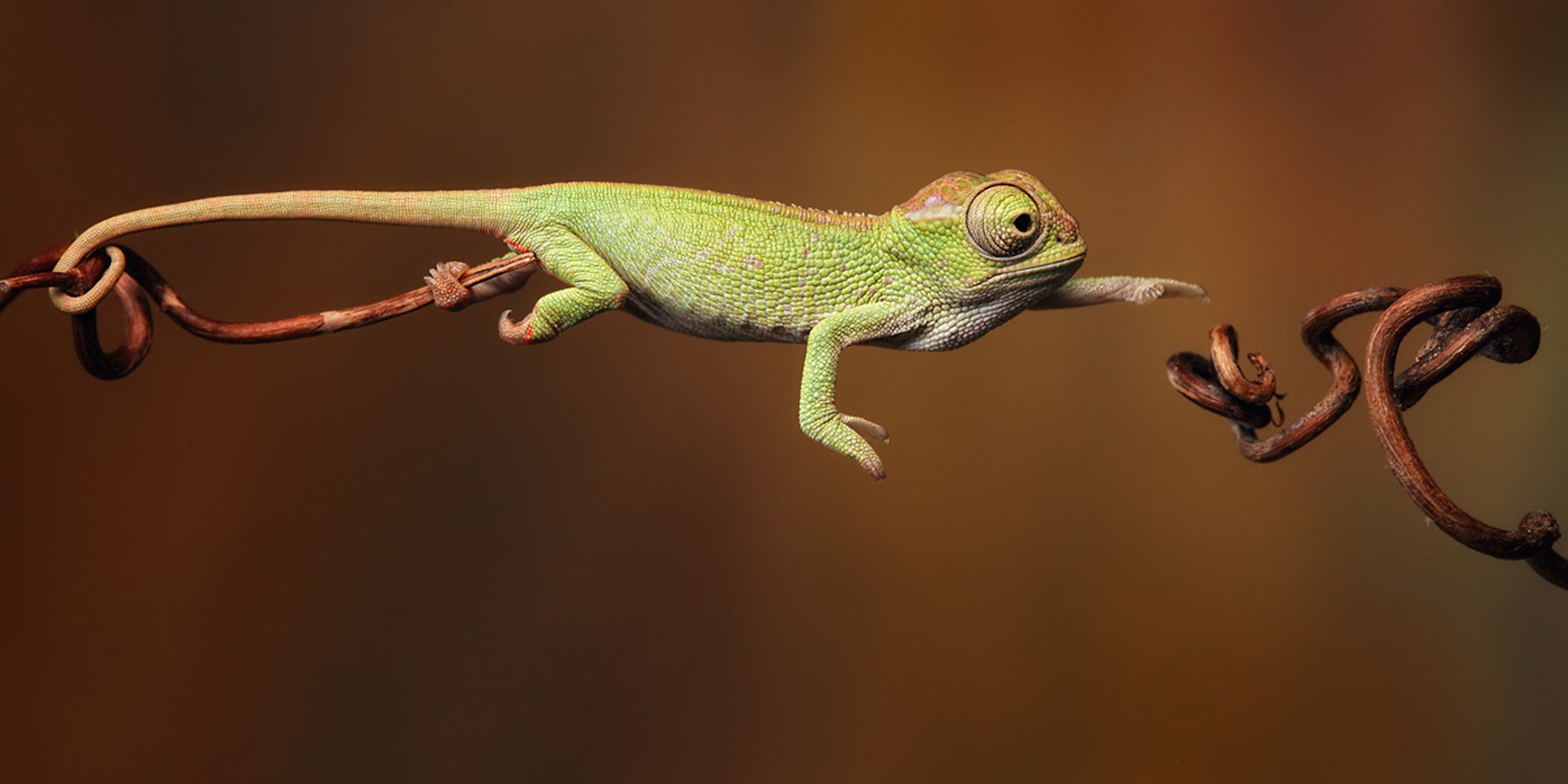 utiliser la force caméléon lézard