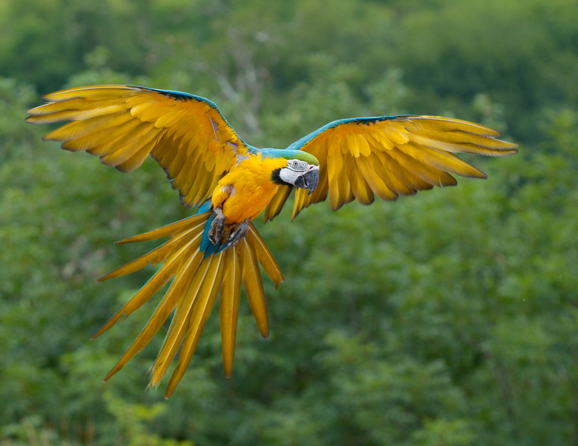 parrot africa cache ass fool