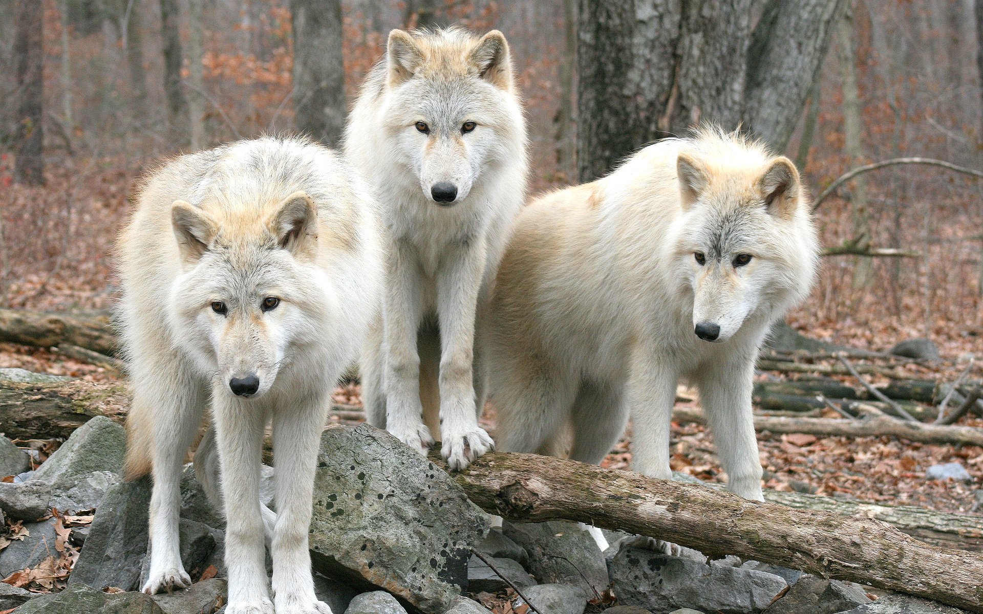 loups forêt nature arbres