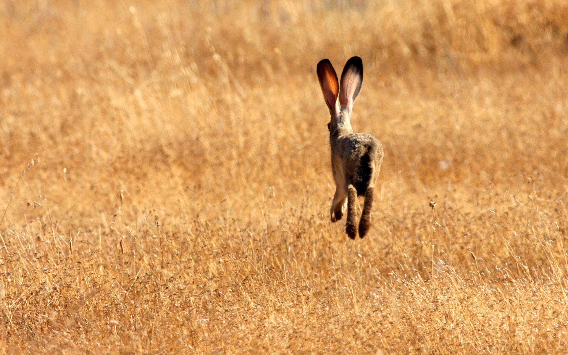 the field grass evader hare ear