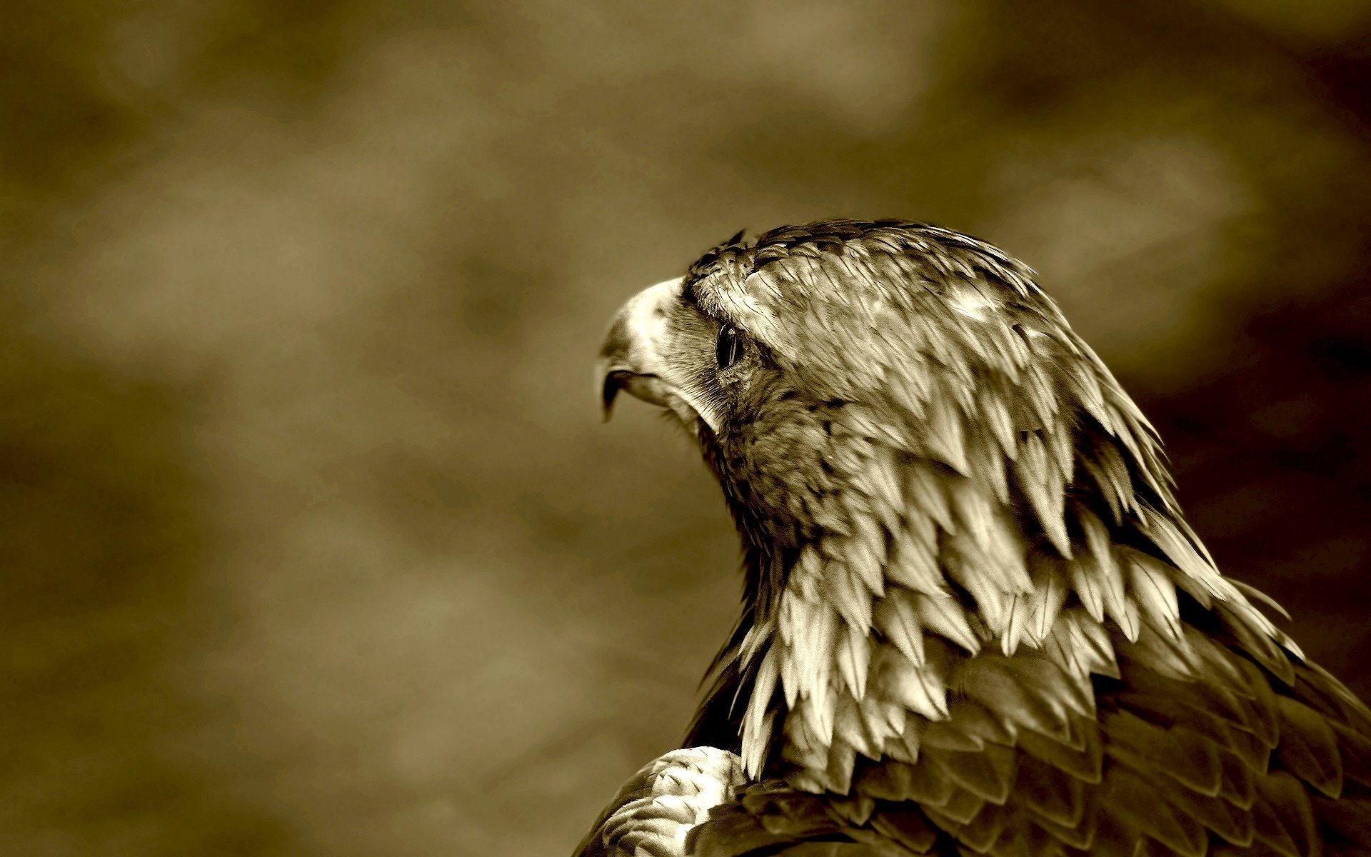 predatore falco uccello