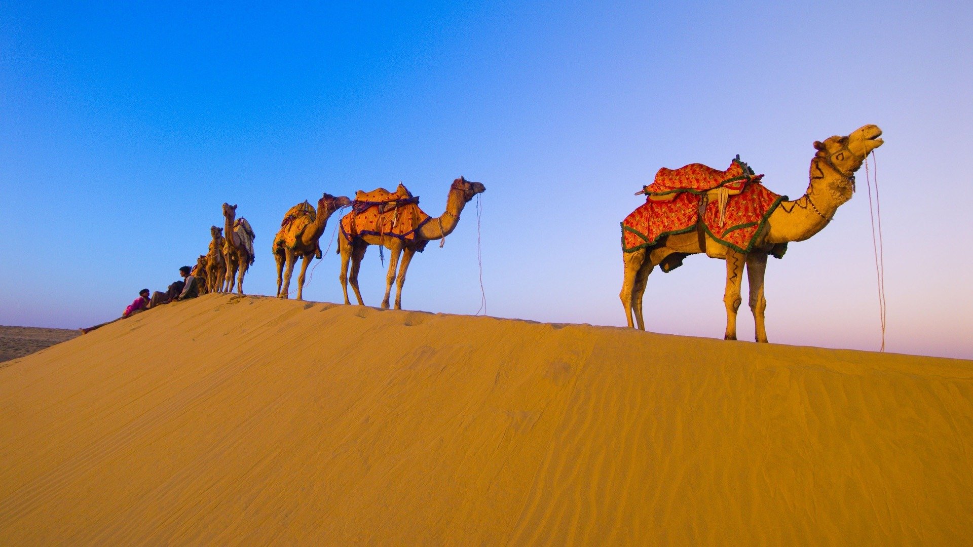 cammelli roulotte deserto