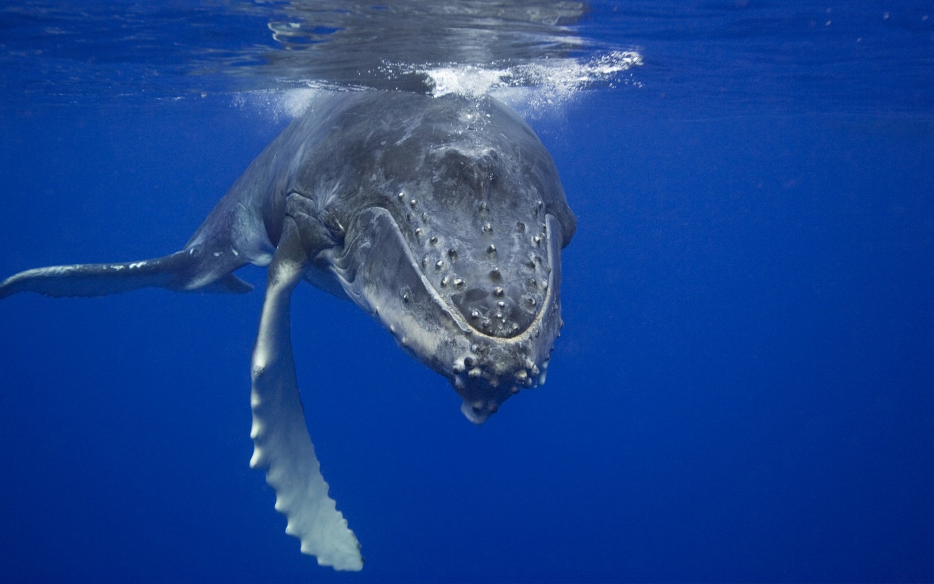 whale ocean blue