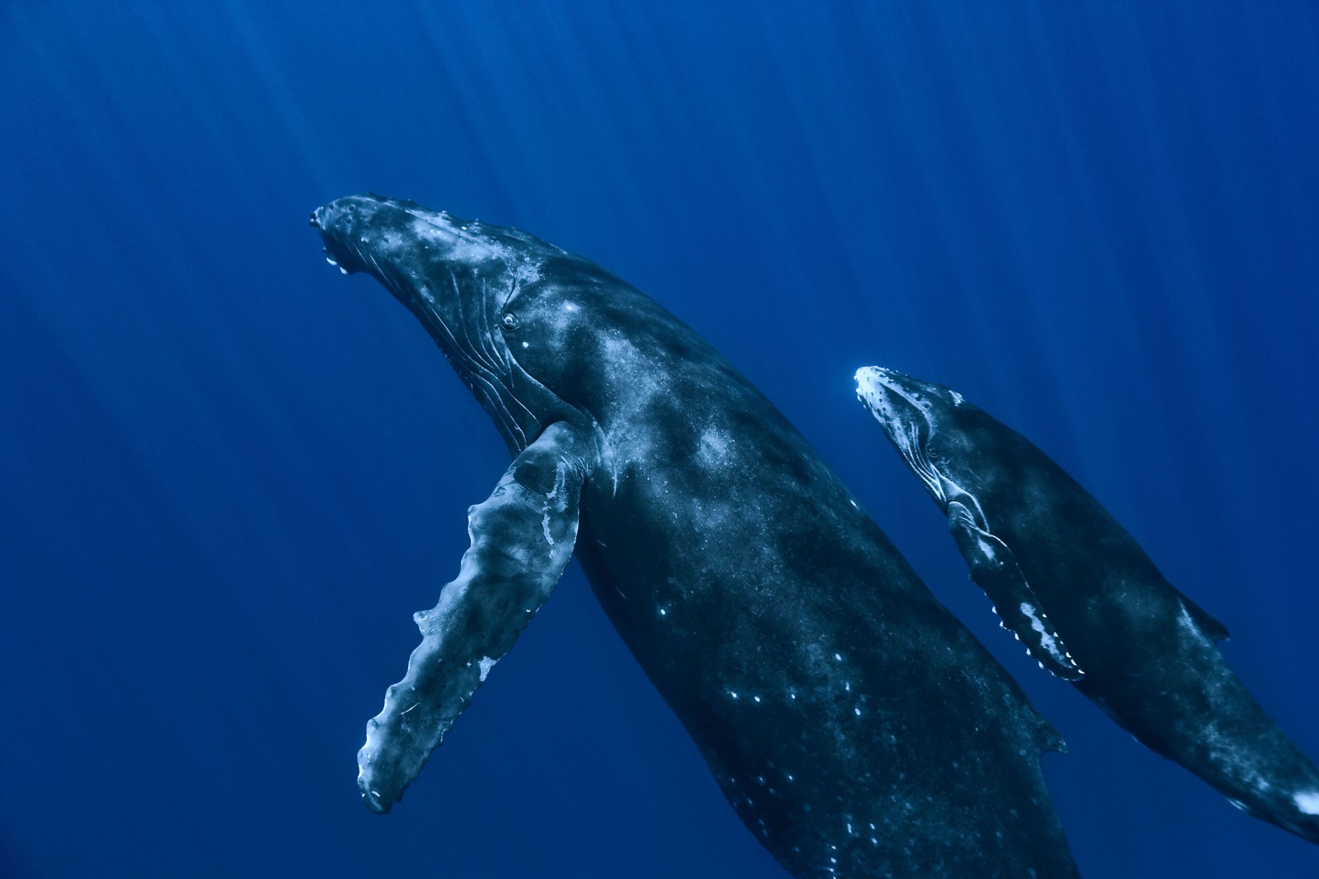 whales ocean under water